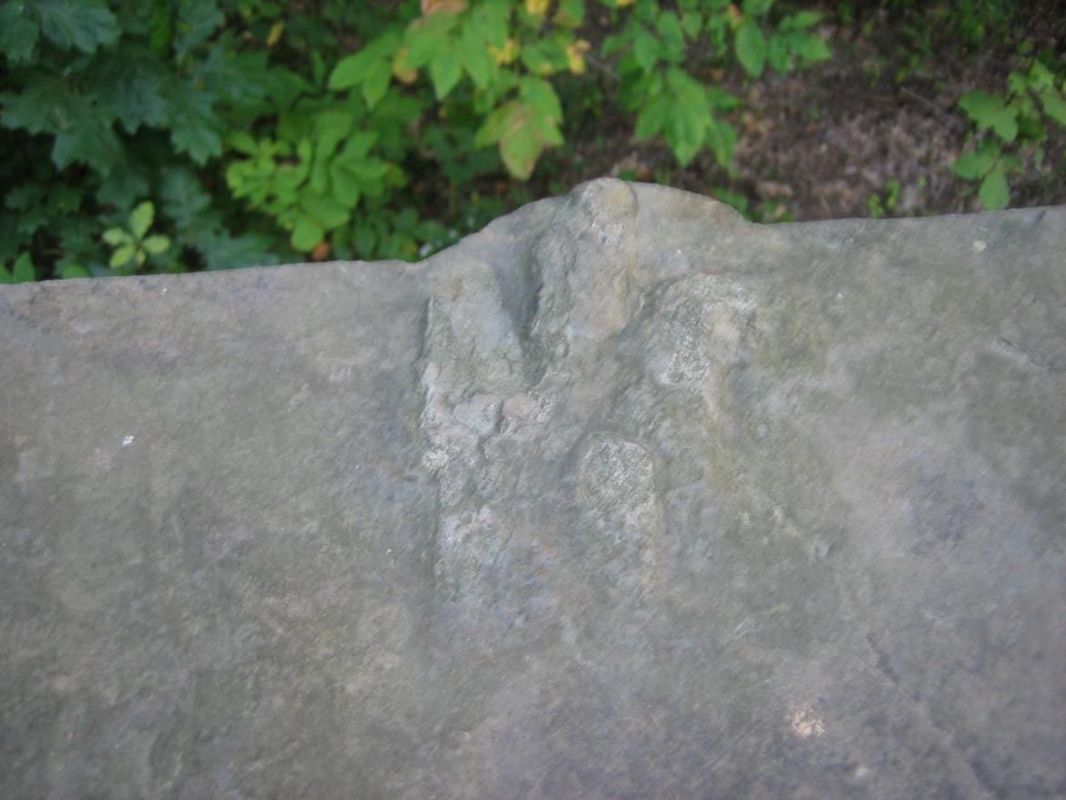 Dinosaur footprint closeup