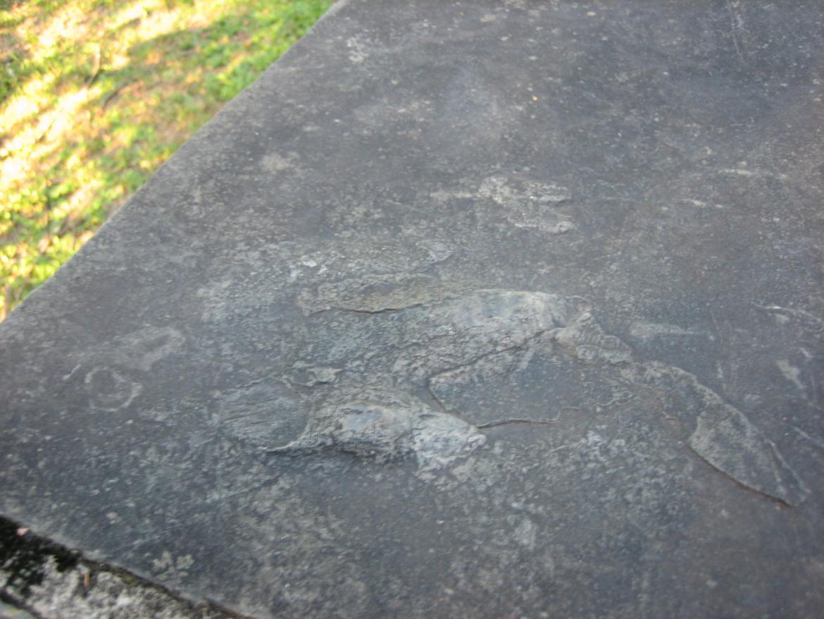 Atreipus Milfordensis footprint