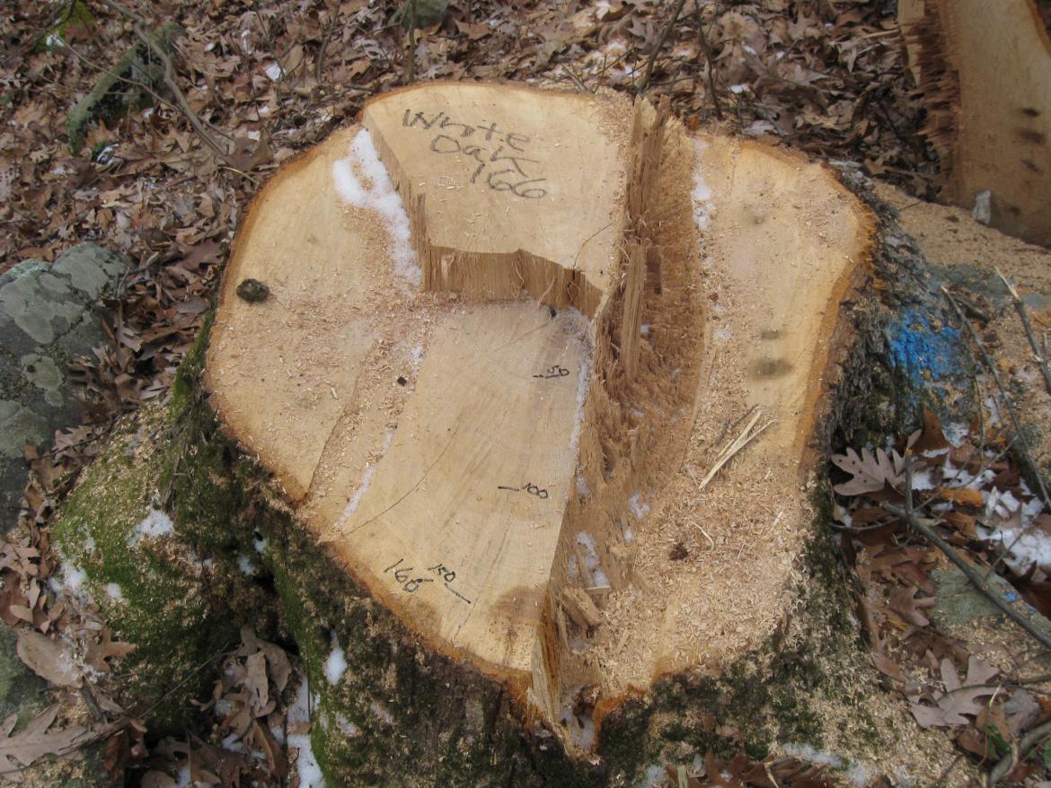 White Oak tree rings