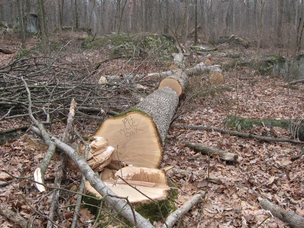 Another White Oak is the fourth cut tree