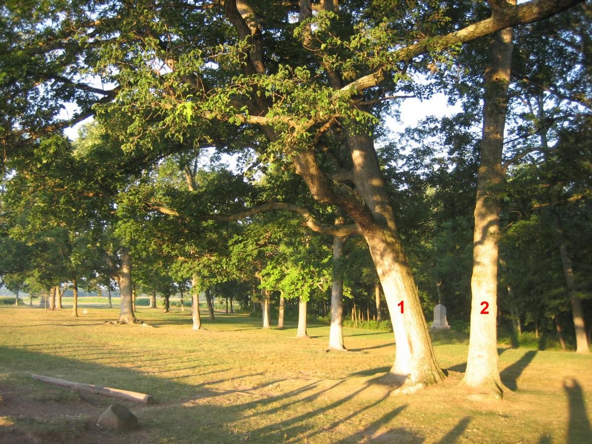 Two witness trees next to Reynolds' Marker