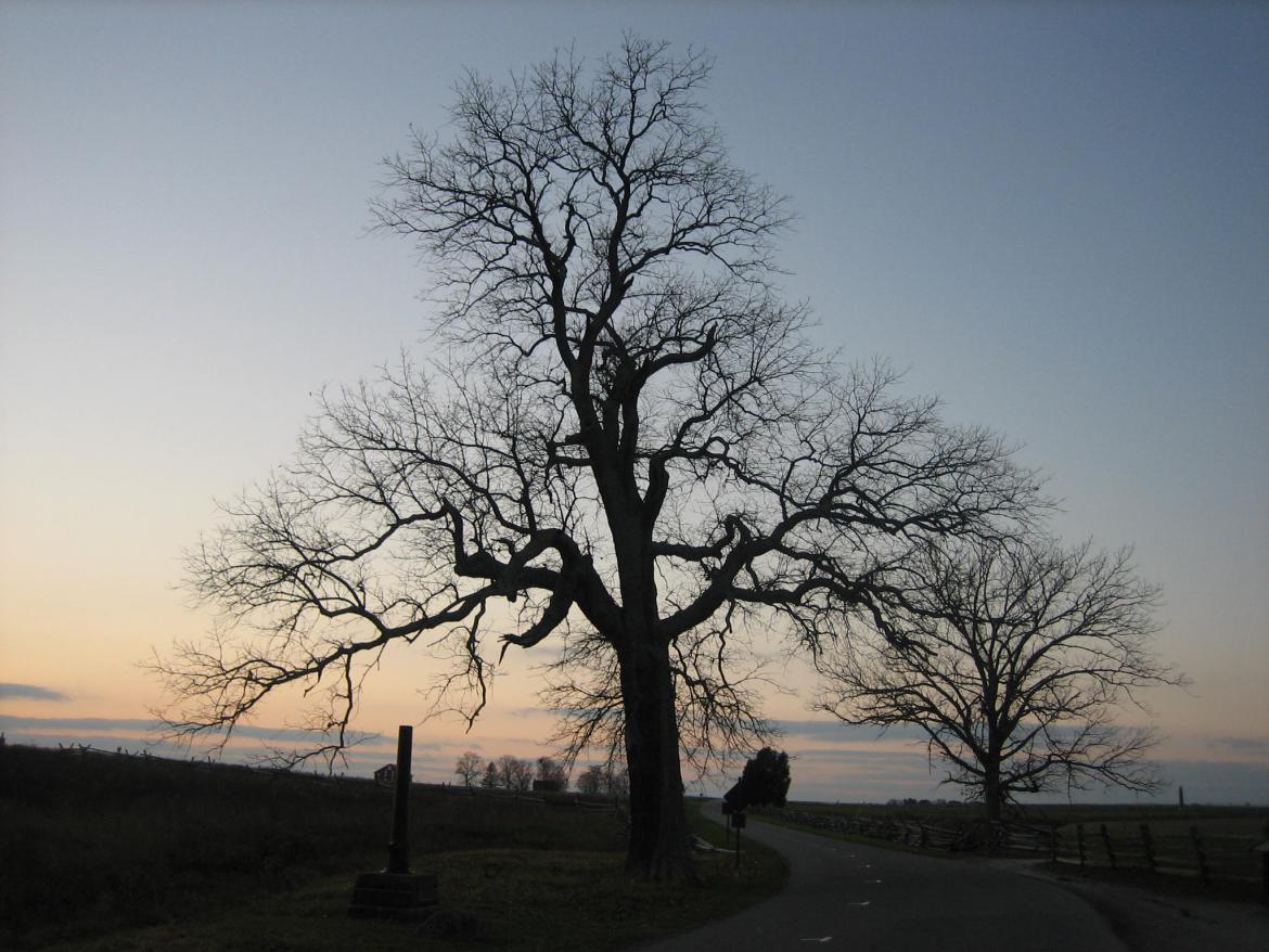 Sickles witness tree