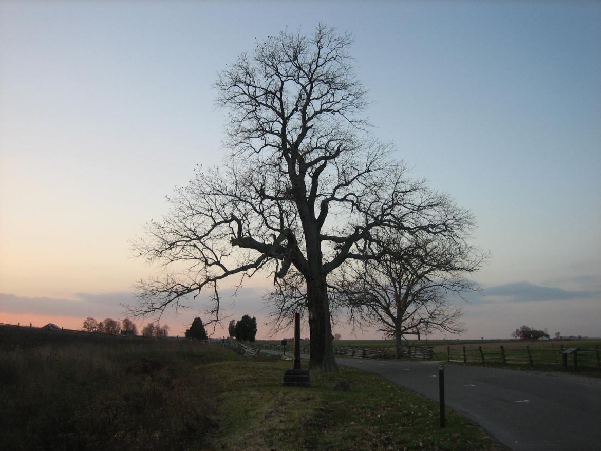 West view of the witness tree