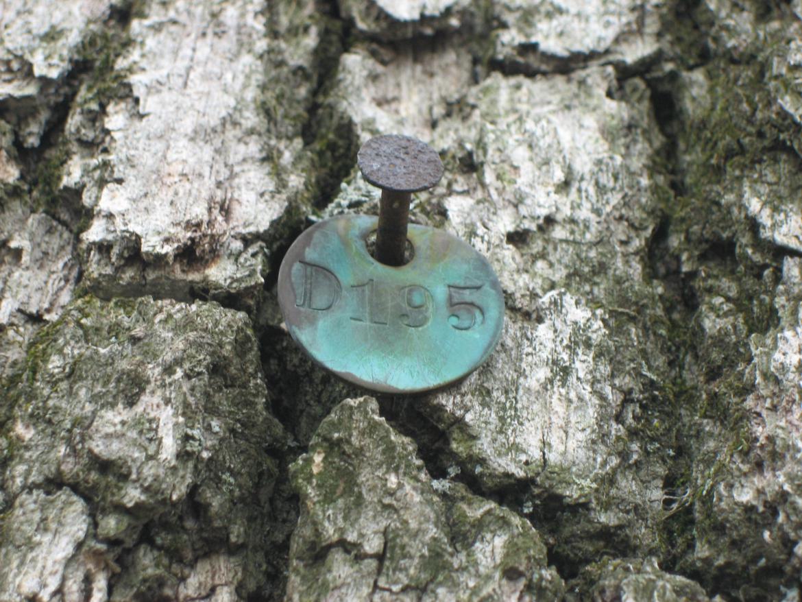 Tag D 195 on tree #3